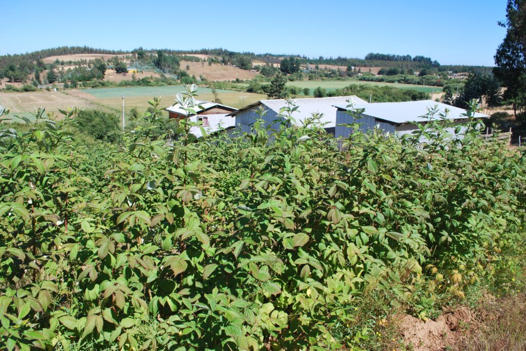 Fruticultura en La Araucanía