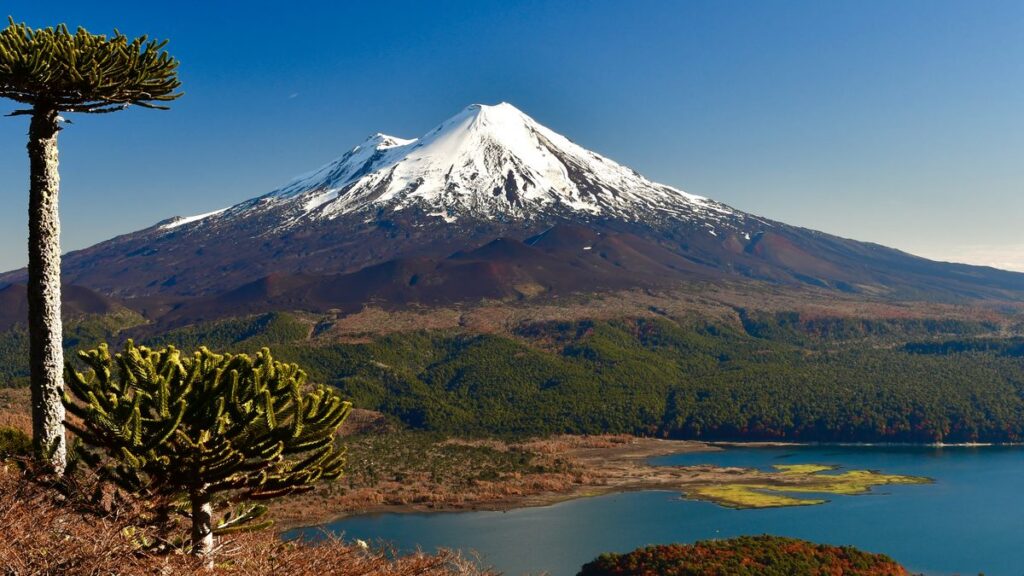 El volcán Llaima nevado, con el lago Conguillío y una araucaria en primer plano, visto desde Sierra Nevada.
