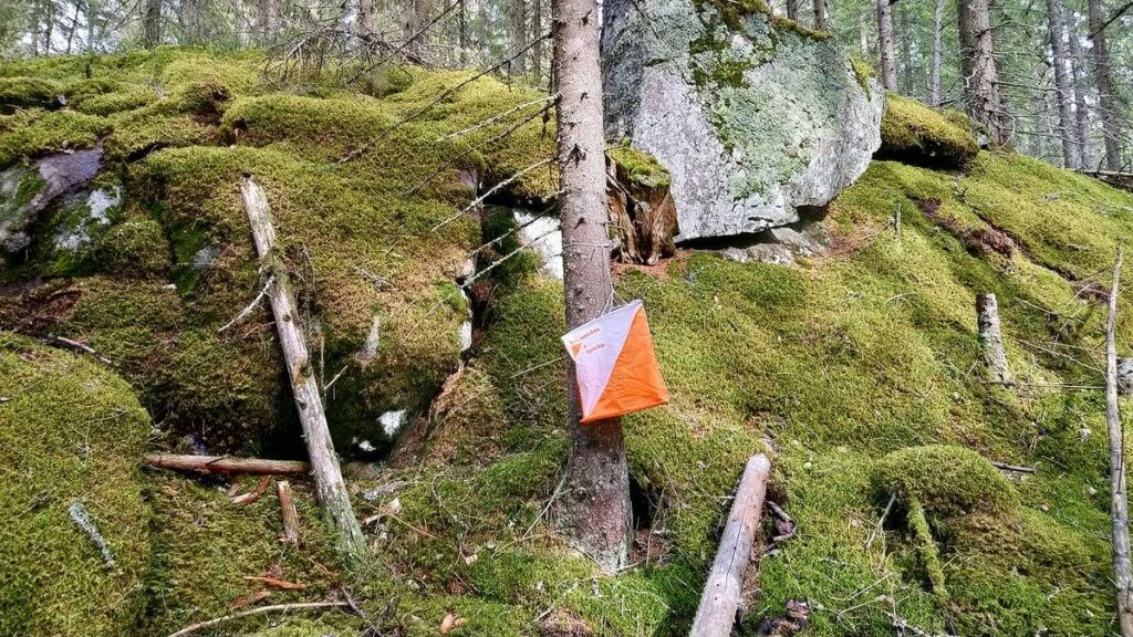 Baliza de orientación naranja y blanca colgada de un árbol, junto a rocas cubiertas de musgo en un bosque de pinos.